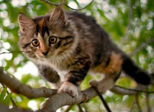 חתול על עץ